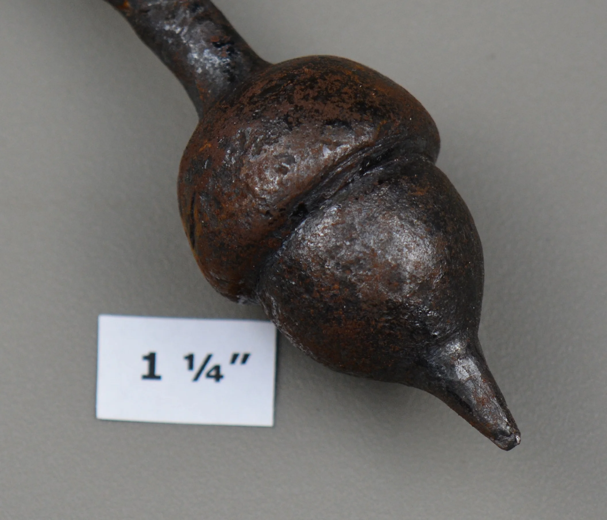 acorn one and one quarter DSC_2415.jpg