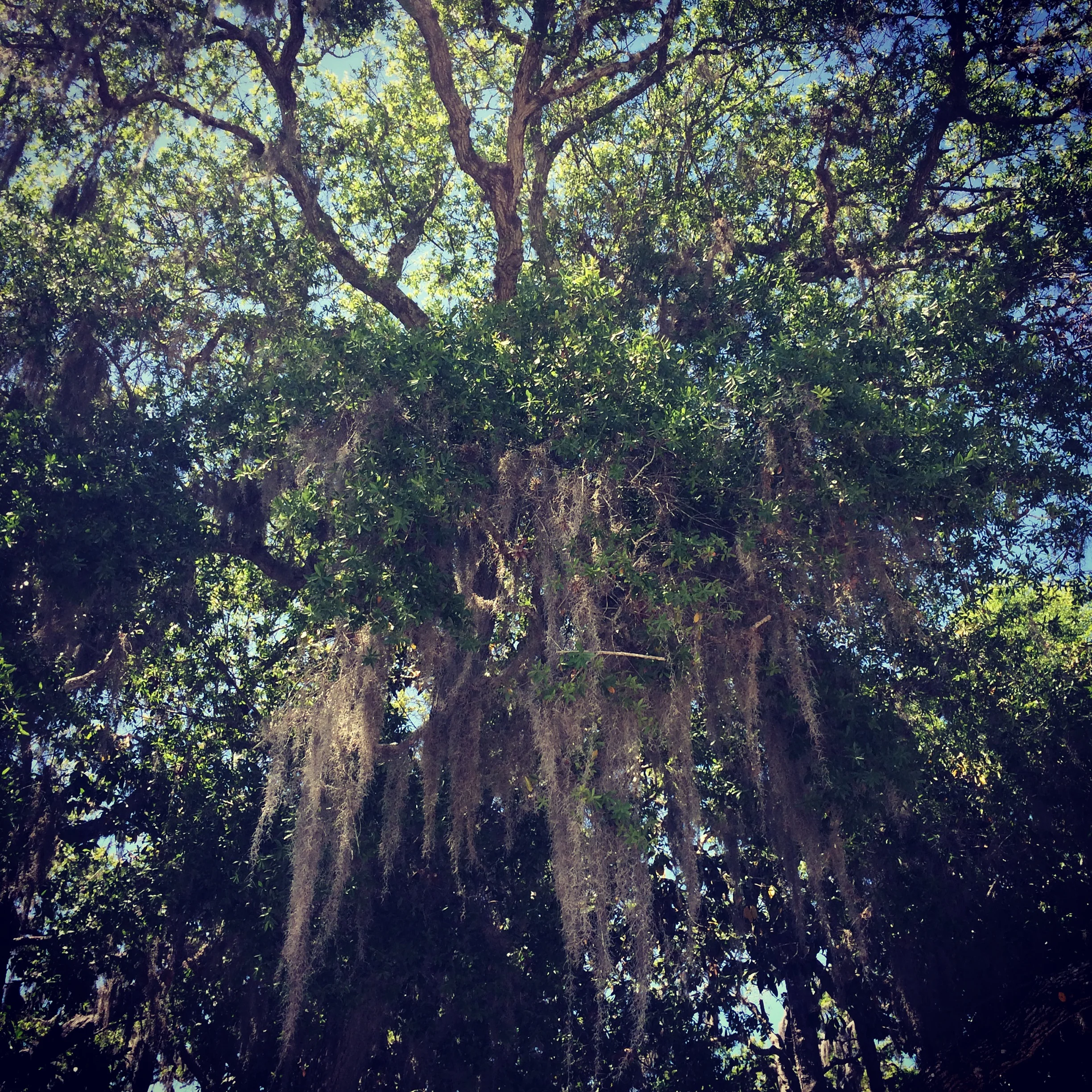 Spanish moss
