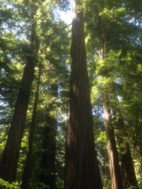 Oh but we did get to see the Redwoods. Absolutely gorgeous. 