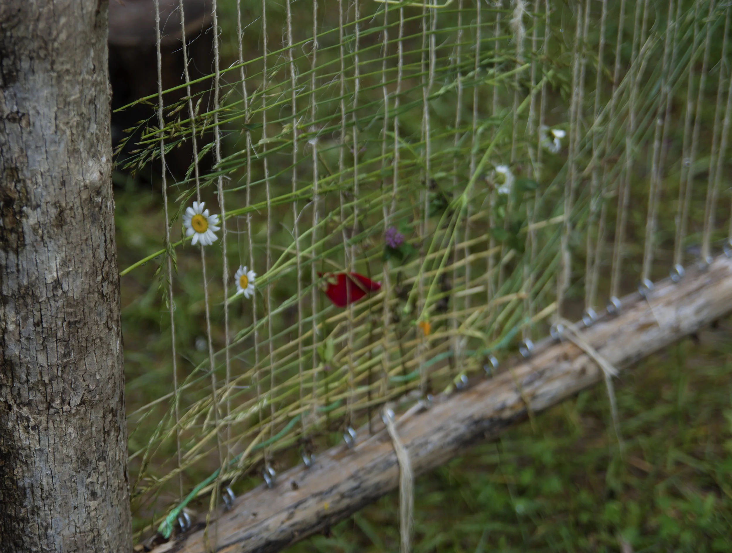 DSC_0969.jpg