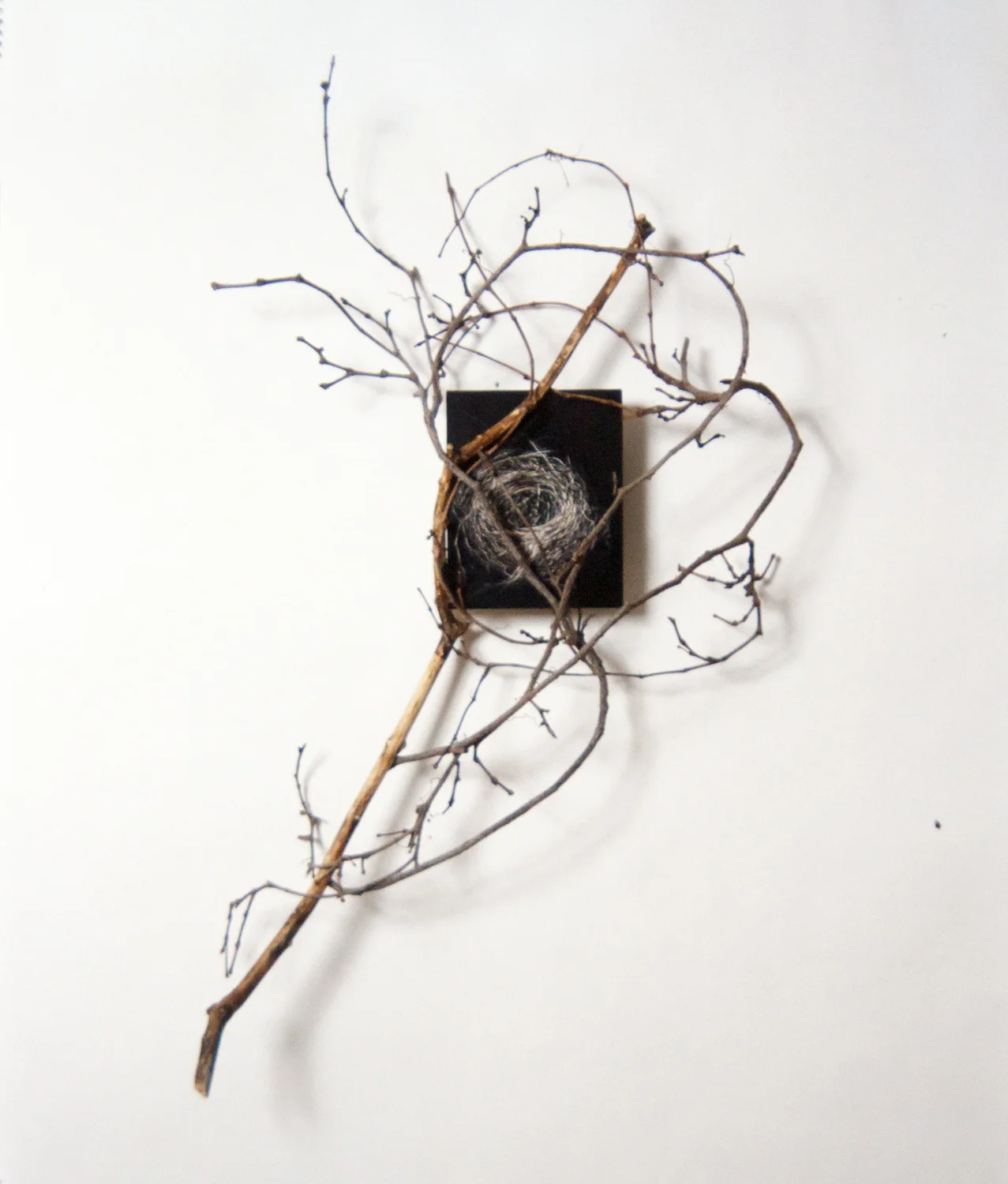 Animal Architecture Series (2005)