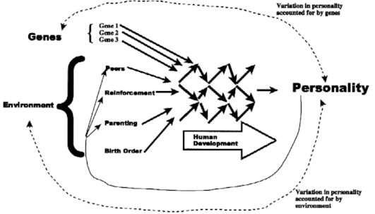 Schematic diagram of contrasting roles of genes and environment in development of personality. One-headed arrows link causes to effects; two-headed arrows indicate correlations. Genes and environments are both causal inputs into an interactive developmental system (represented by the network of arrows in the center of the figure), but because people select and shape their own environments (as represented by lighter one-headed arrows from personality to environments), correlations across the developmental system (dotted two-headed arrows) are easier to detect for genes than for environments. 