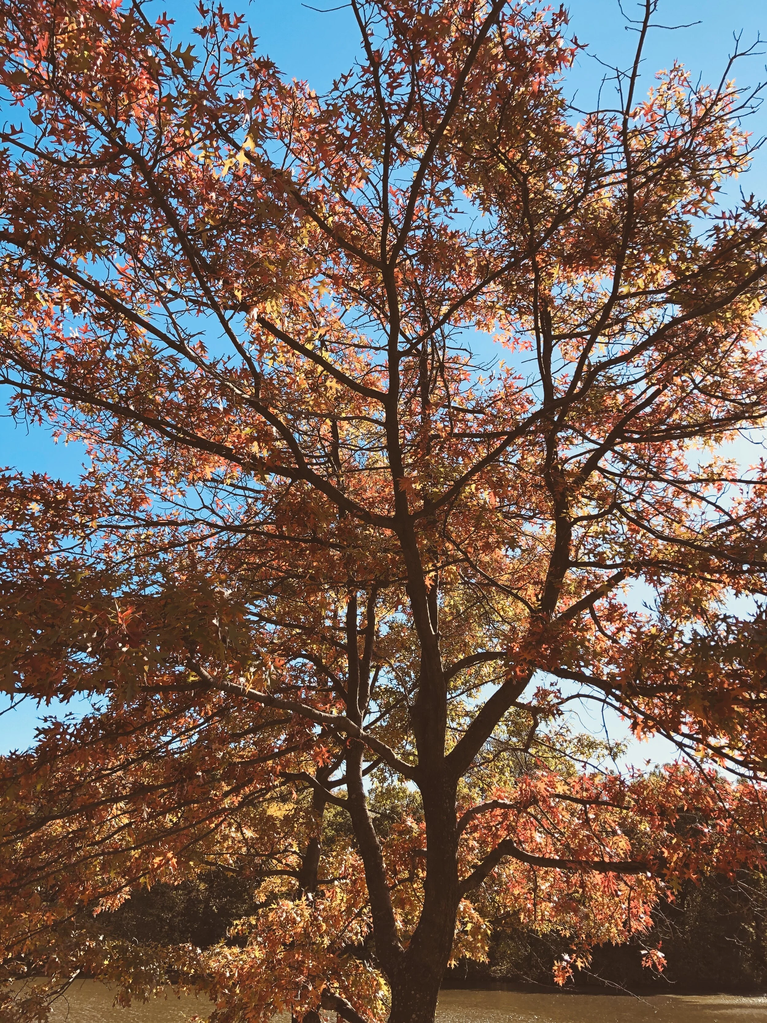 Journée ensoleillée / New York / Noviembre 2019