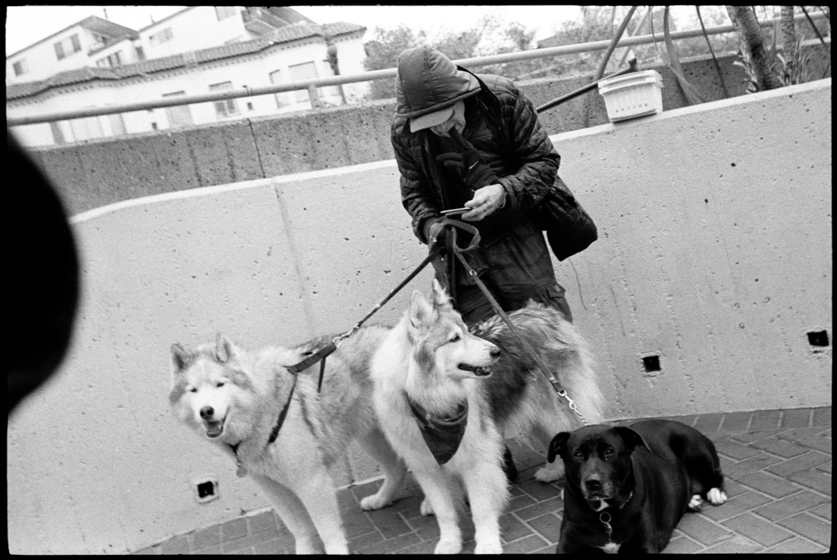 #0469_10A - Man With Dogs, The Castro. San Francisco, CA. September Of 2016.