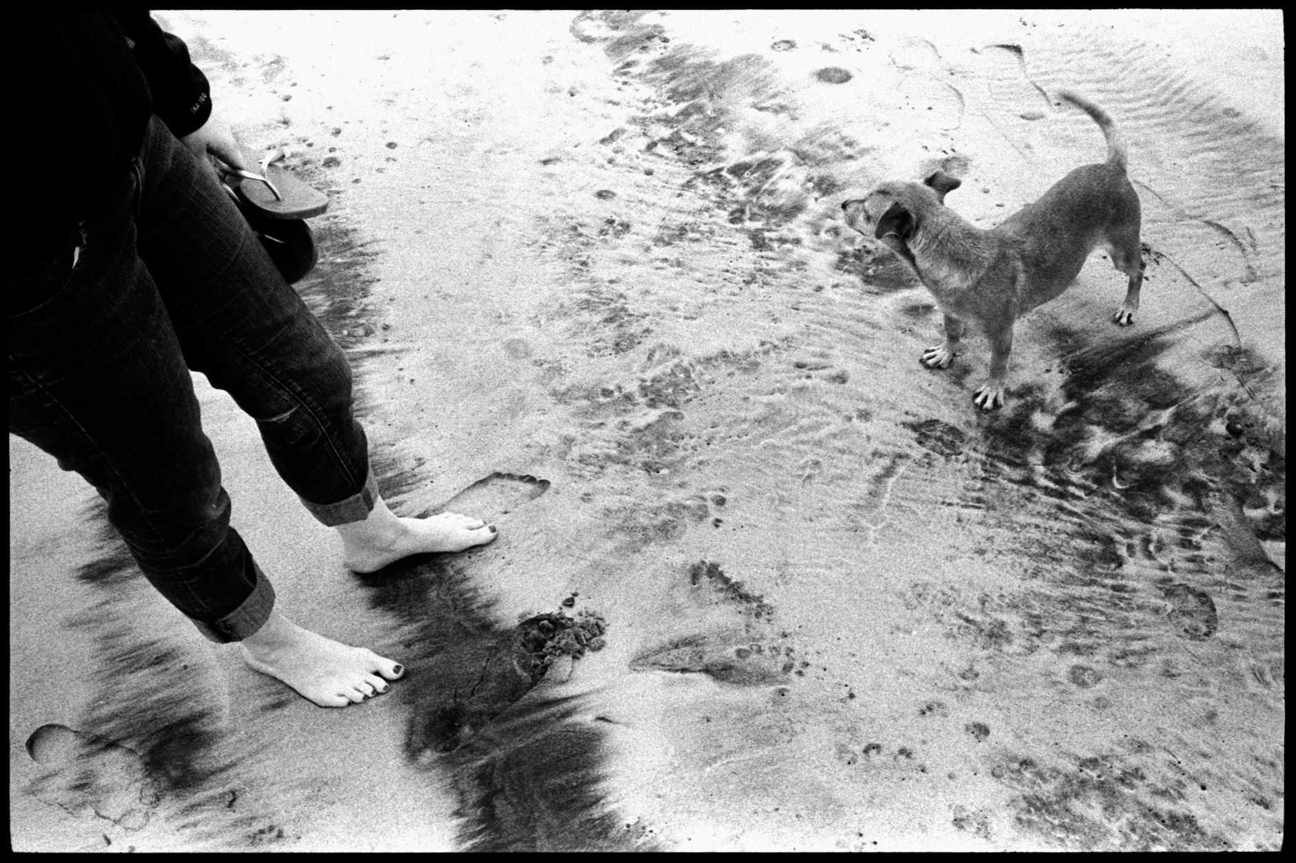  #0251_20A - Mexican Beach Dog. La Mision, Baja California, Mexico / 2013   Excerpts from the book  "Fragments"    Signed Copies   On Demand @Blurb   Online Shop  