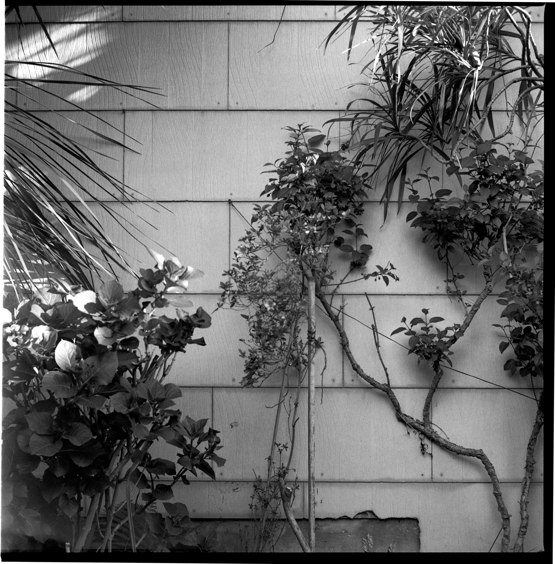  #660125_10 - North garden wall. San Francisco, California / 2014   Excerpts from the book  "Fragments"    Signed Copies   On Demand @Blurb   Online Shop     