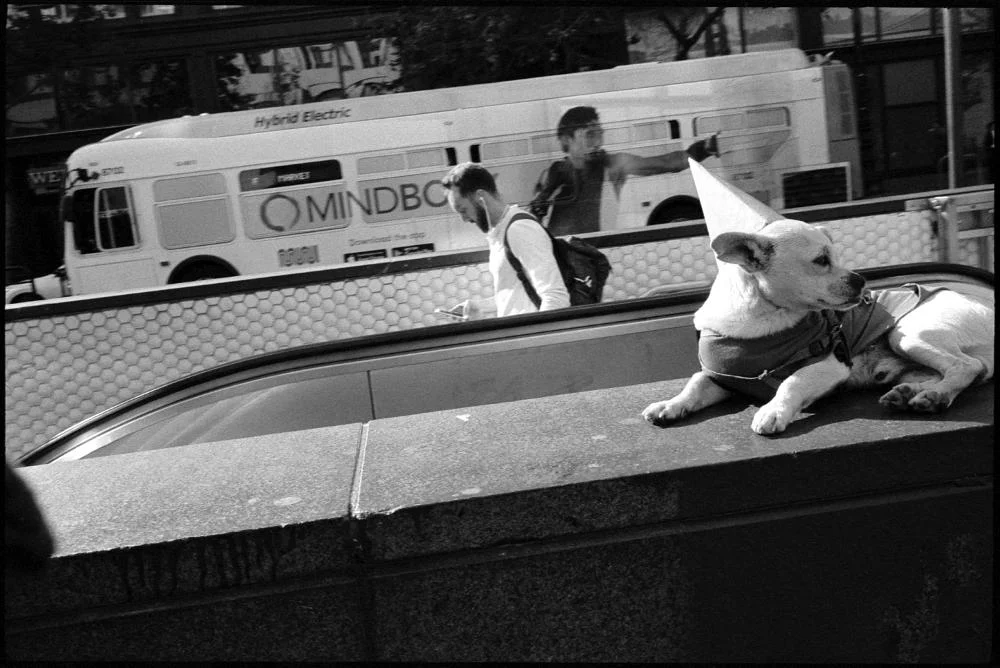 Show Dog, Market Street. San Francisco, 2018. Gallery Archive >