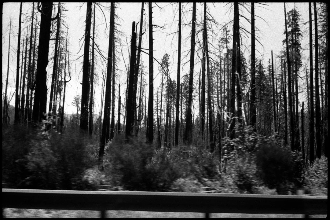 black and white photograph of wildfire damage near the mckenzie river in southern oregon