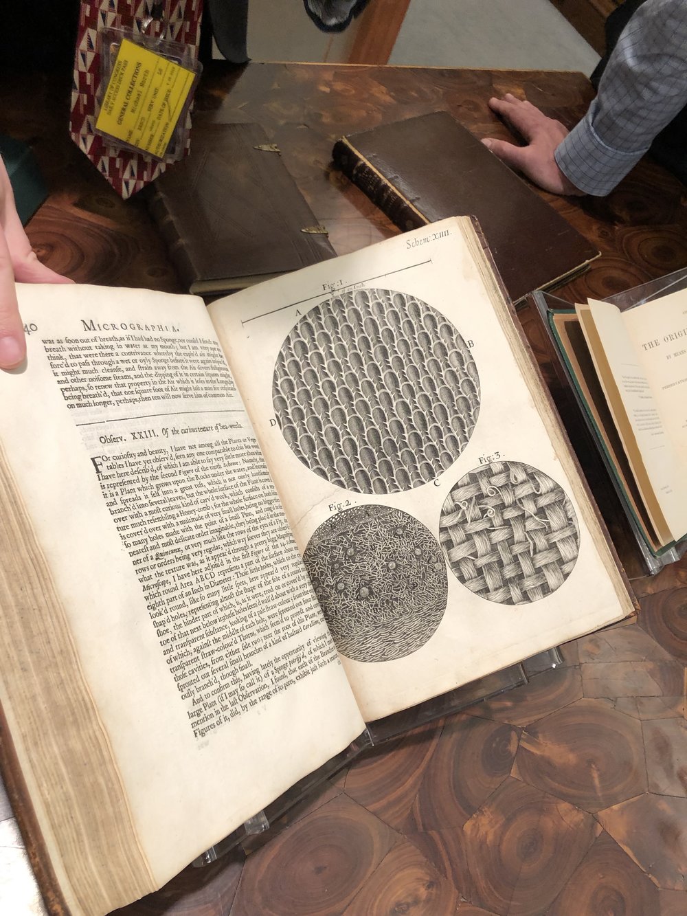 Robert Hooke's Micrographia