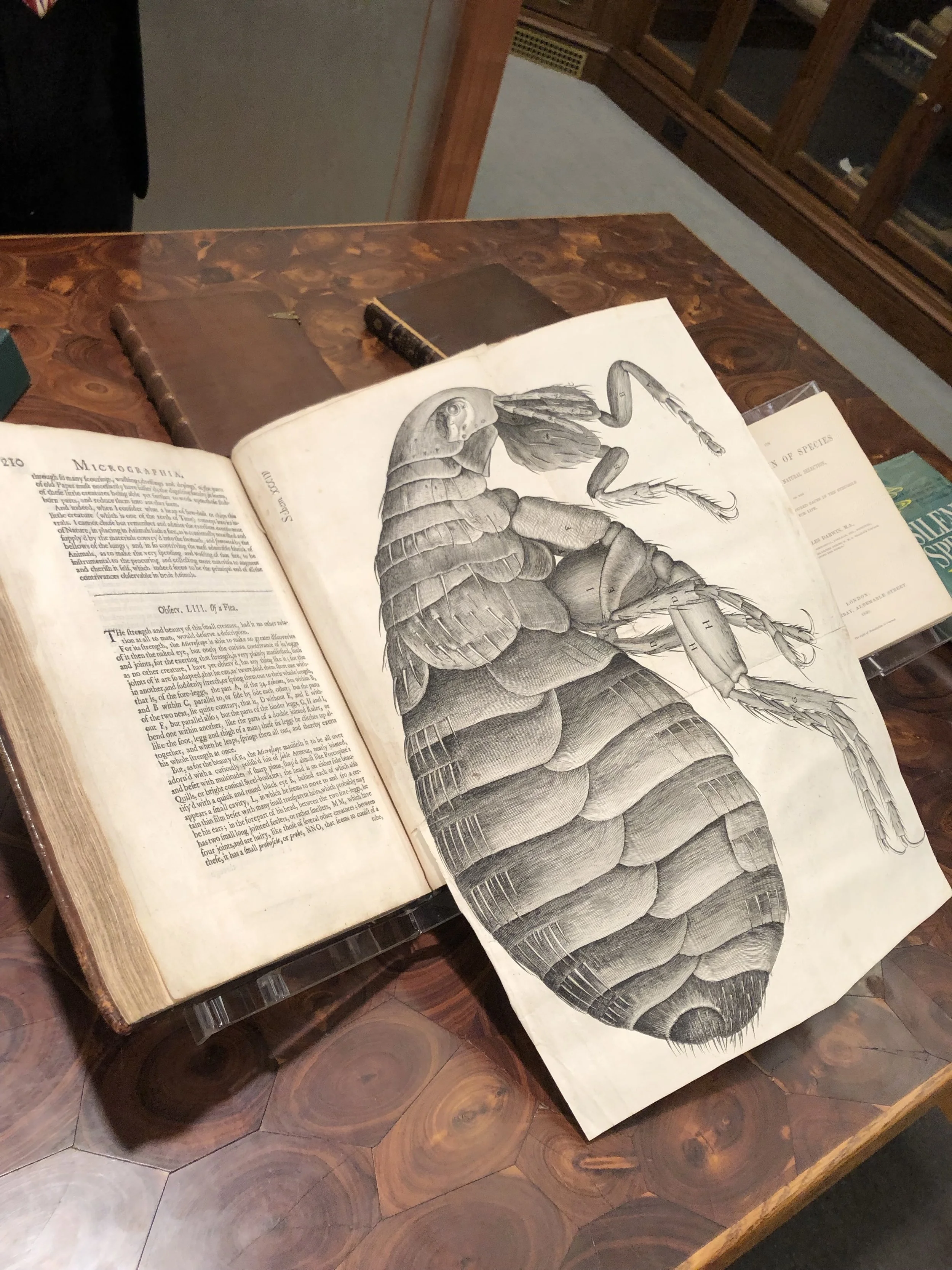 Robert Hooke's Micrographia