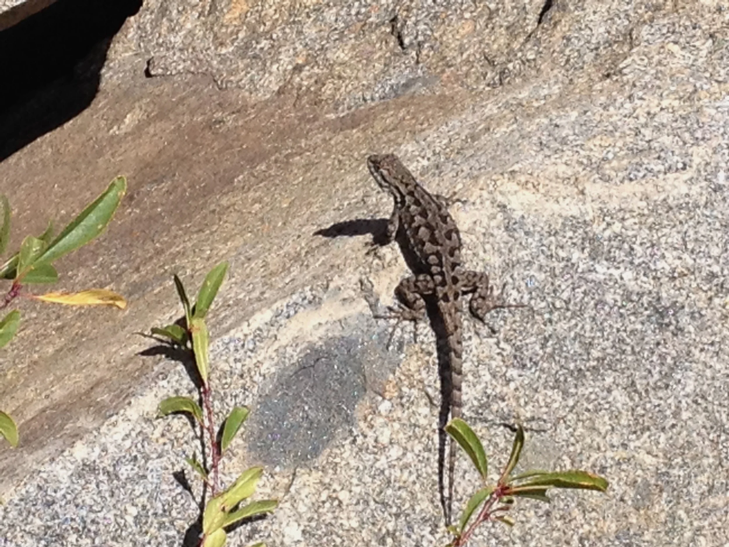 We stop for lizards