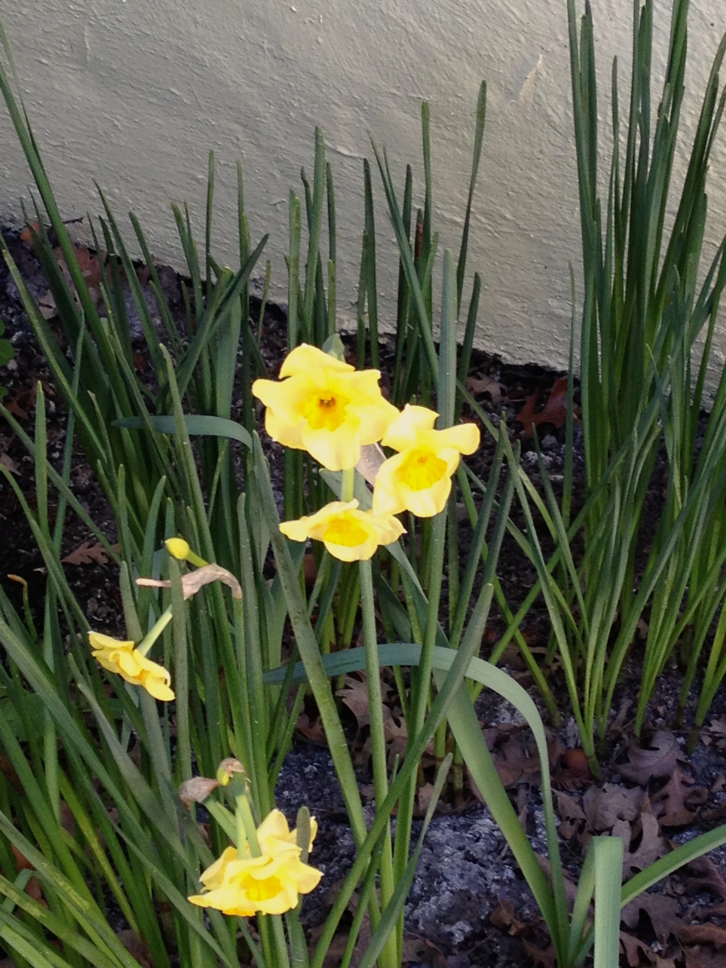Narcissus