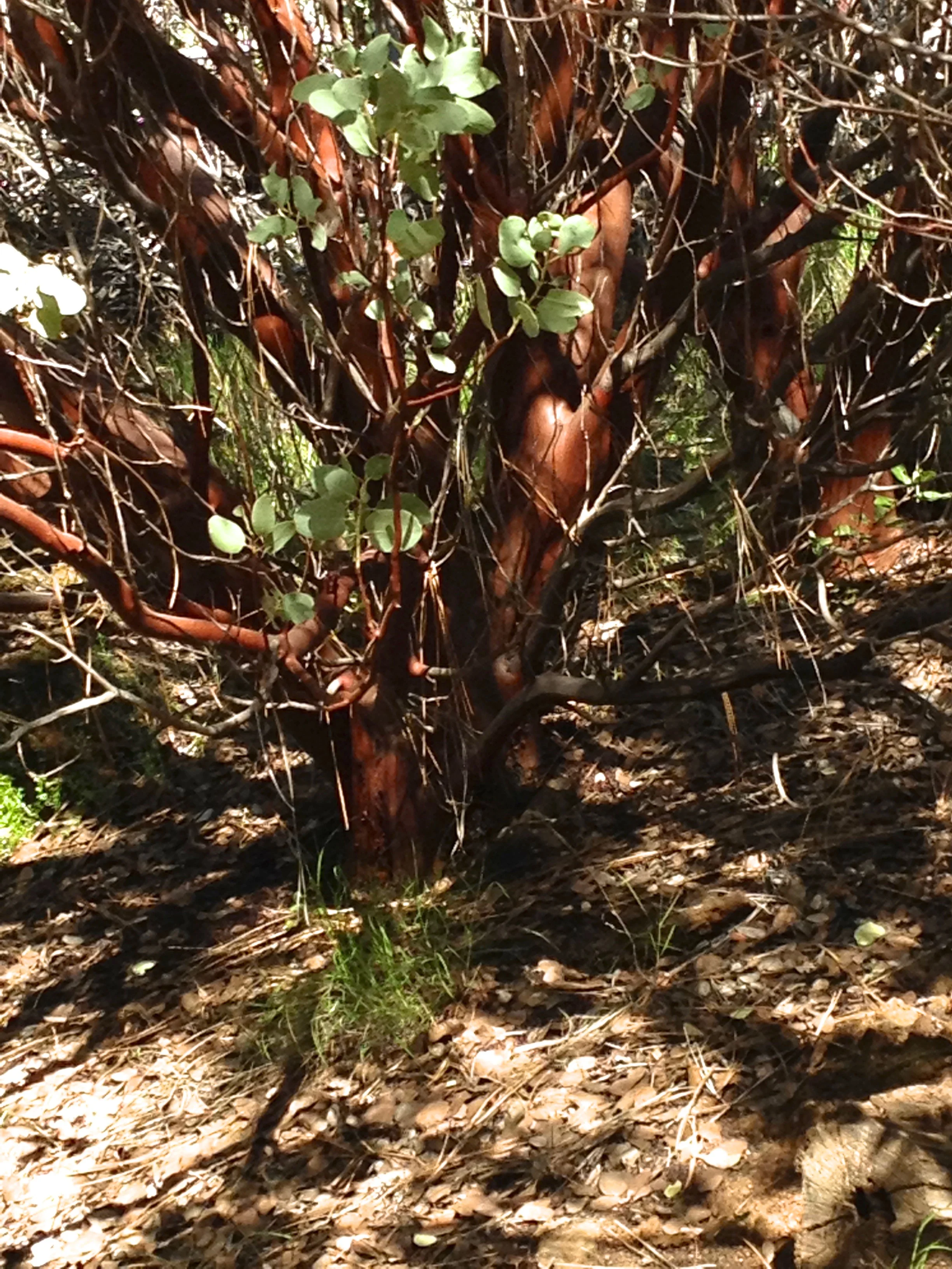 Manzanita? or Madrone?
