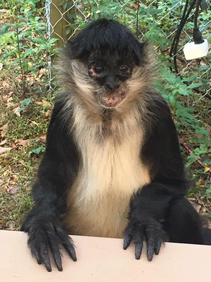 Amos loves Reiki and pizza! Amos now lives with the owner of the CARE Foundation, Apopka, Florida, Christin Burford.CARE is a Rescue for exotic animals. I had so many great Reiki experiences here with the caregivers and animal residents. Such a sweet boy! Purchased as a baby, Amos was raised by human parents, until they passed away, which left him traumatized. Thank goodness he found his way to Christin at CARE, who provides him with all the love and the attention, he so deserves. Amos is 28 years old. #trustintheuniverse #belove #bekind #bereiki #animalteacher #monkeymind #justfortodaydonotworry #animalslovereiki
