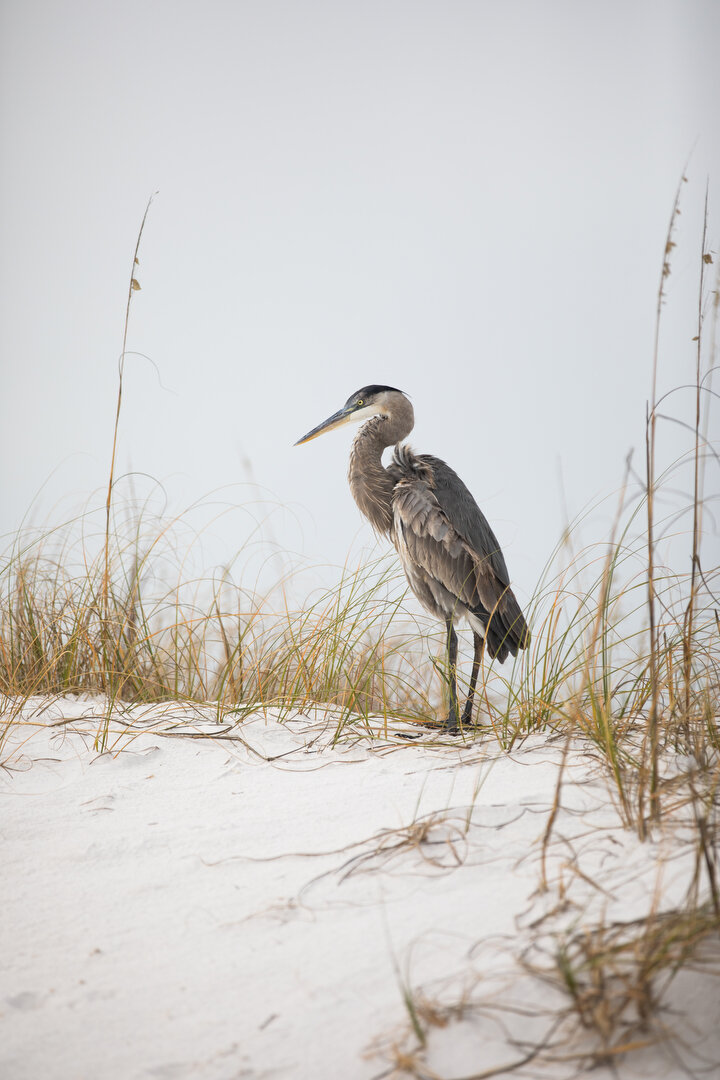  Photographed for The Trust for Public Land in the Florida Panhandle  