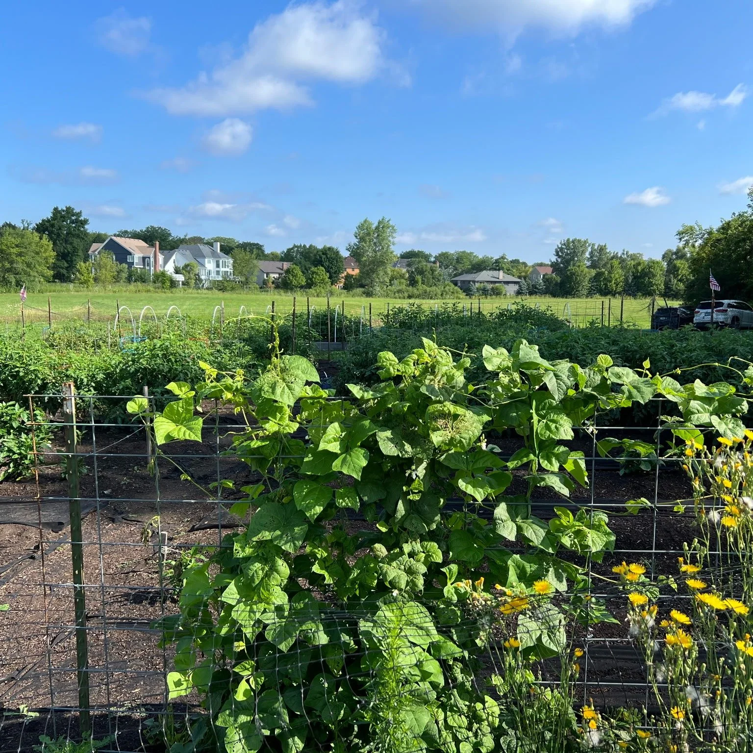 &ldquo;The Lord will guide you always; he will satisfy your needs in a sun-scorched land... You will be like a well-watered garden.&rdquo; &ndash; Isaiah 58:11 🌻🌿🥦🍅

Fr. Christian spent time at the Jubilee Garden this morning learning all about i