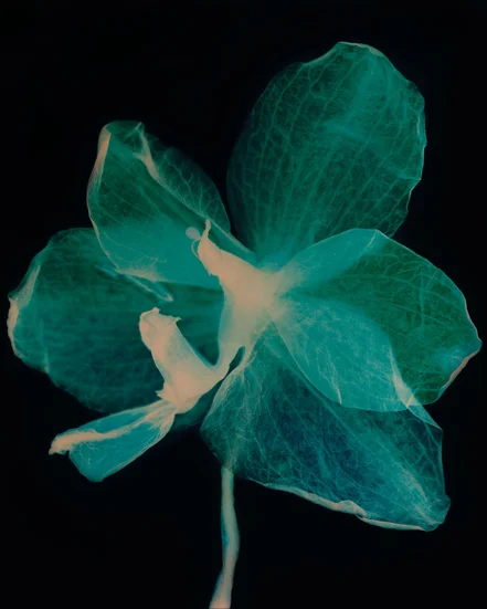 3. Orchid 3.jpg