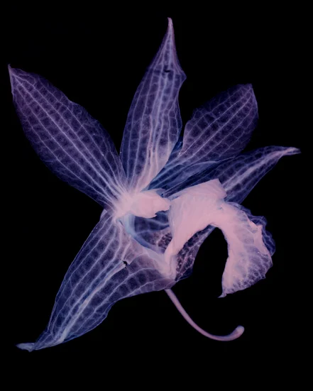 12. Orchid 11.jpg