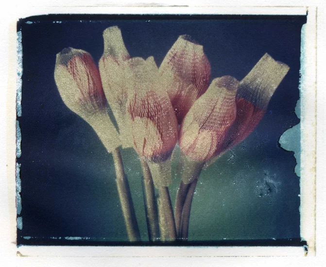 pola096.jpg
