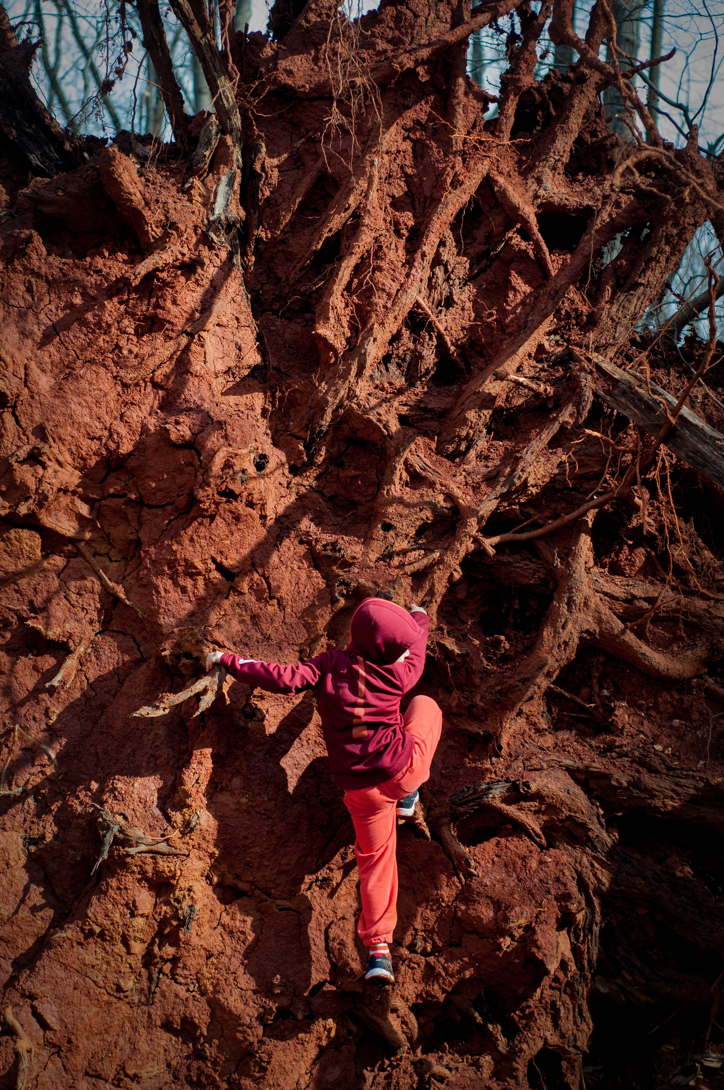 ROOT CLIMBING 2017