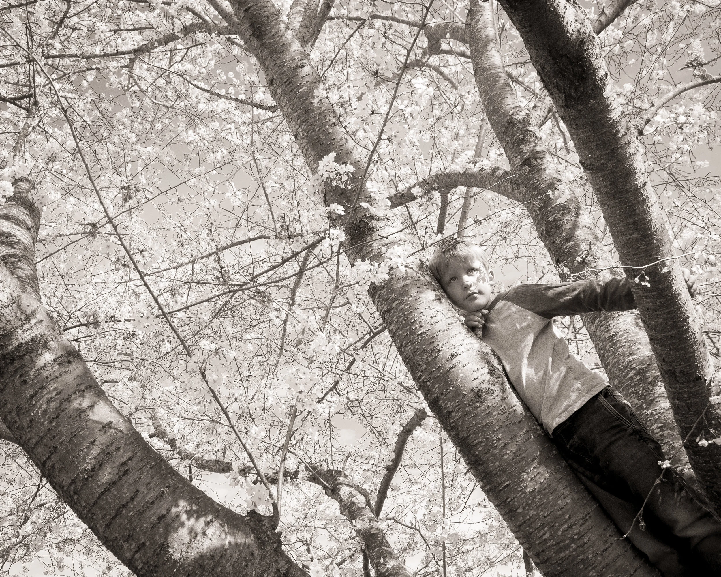 CHERRY TREE 2017