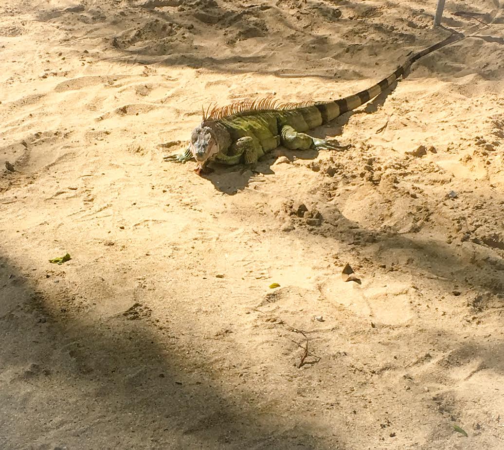 Lizards roam the beach of the Buccaneer Hotel. They love Lettuce and will come pretty close to you. 