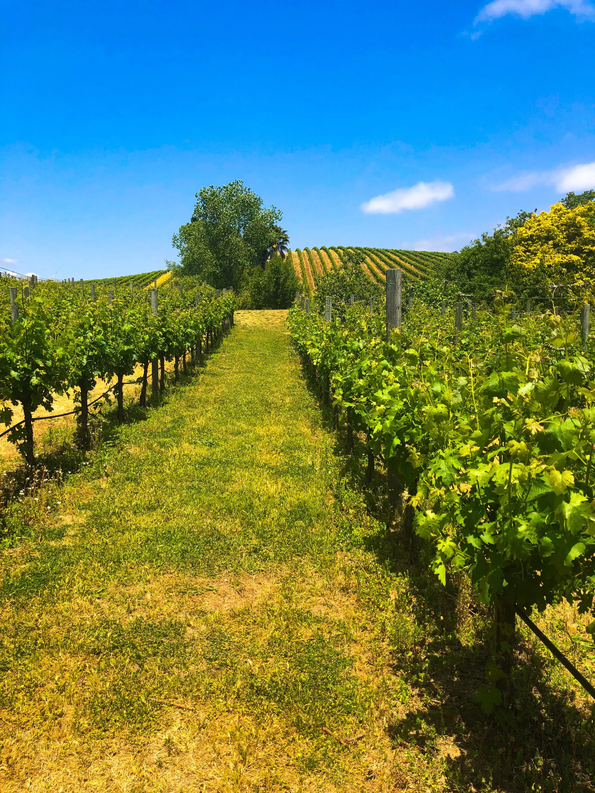 Napa Valley | Bottlerock Festival