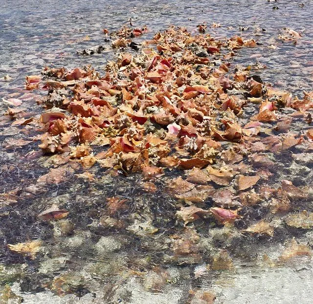 The Conch Shack