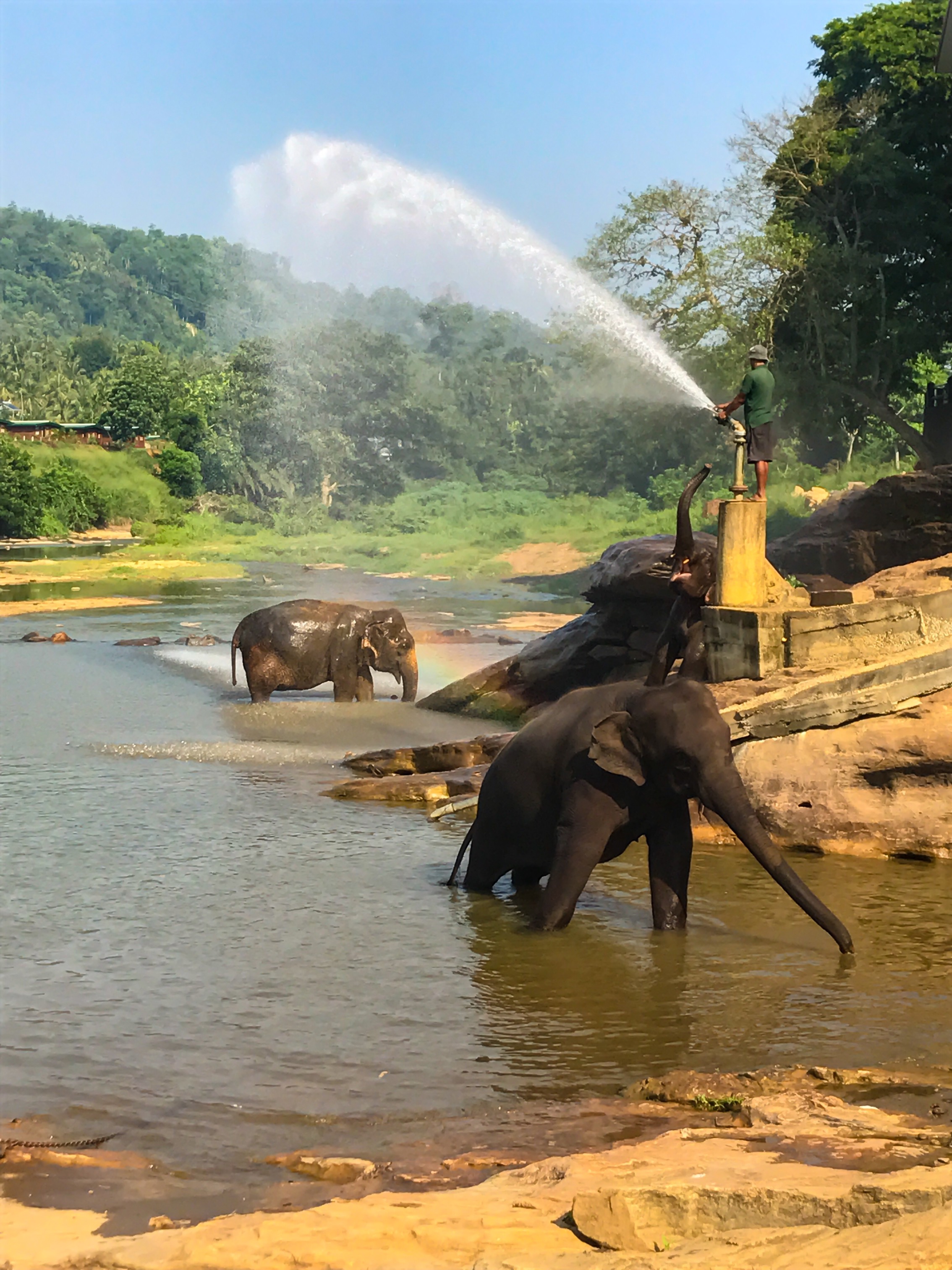 Pinnawala Elephant Baths