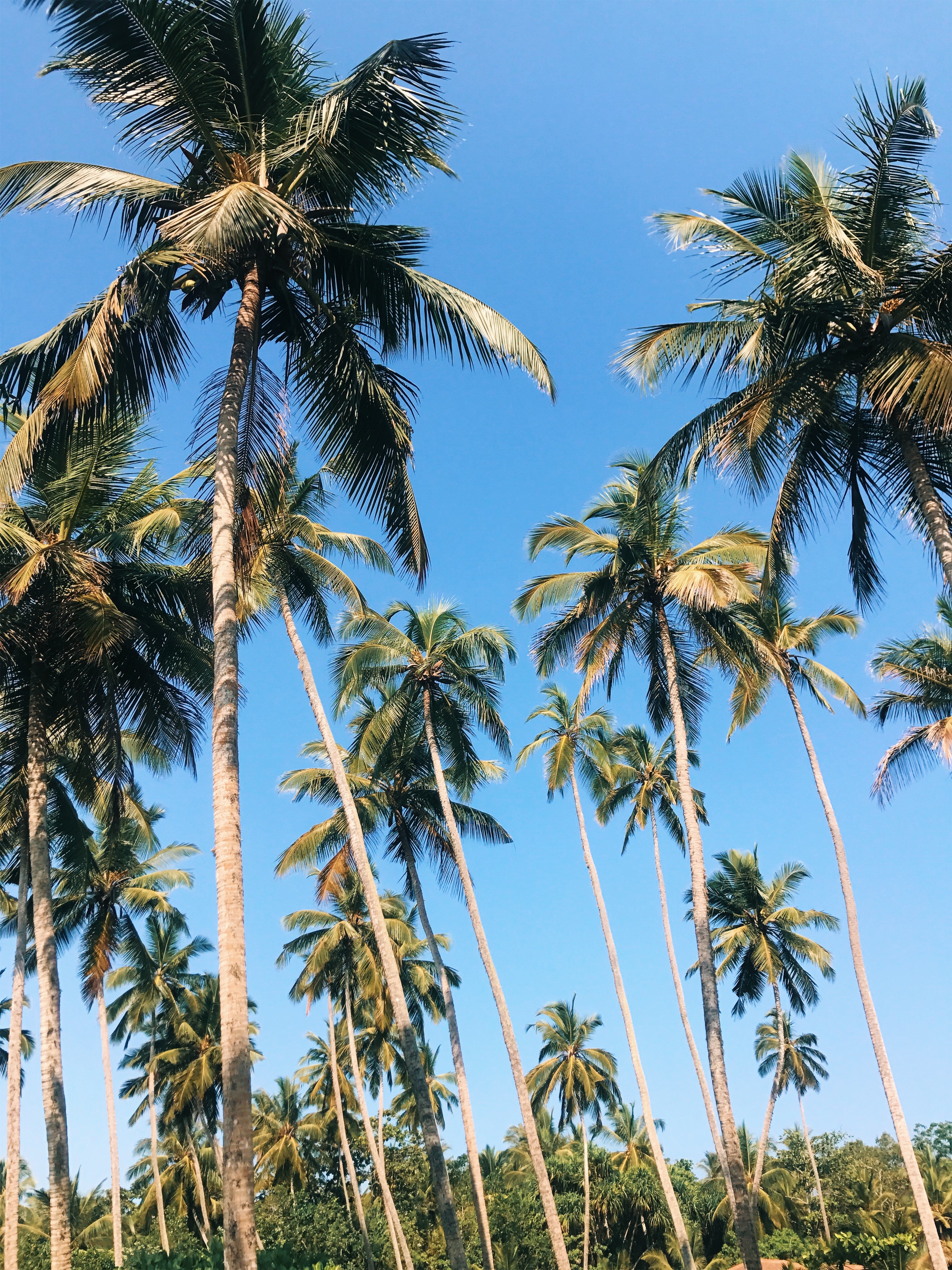 Tangalle Palm Trees