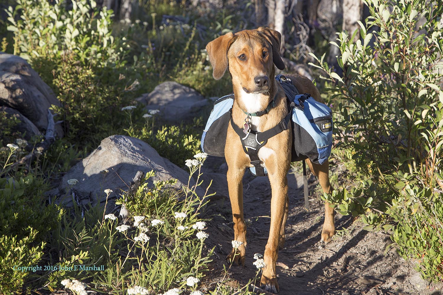 Oberon, our Catahoula Hound Dog puppy was a great addition to the trip. Nine months old in this picture he carried a light load. He did great at negotiating all of the logs in the trail. He was very willing to put on the pack, and did not try to take it off. Good Boy!!