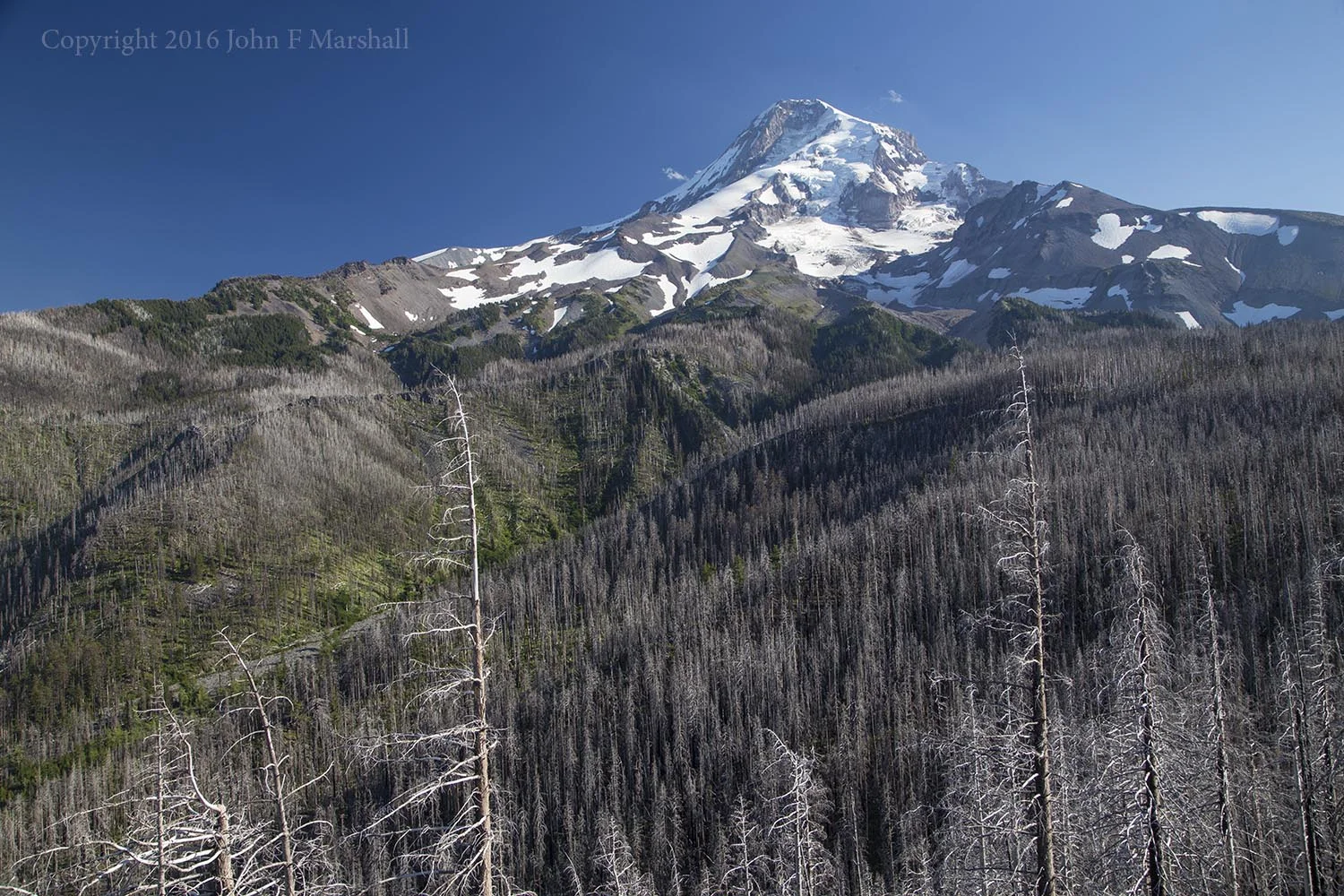 Five years have passed since the fire, and four years since my last photo. The trees are gray now and are starting to shed their fine branches. It has greened up on the forest floor. July 28, 2016
