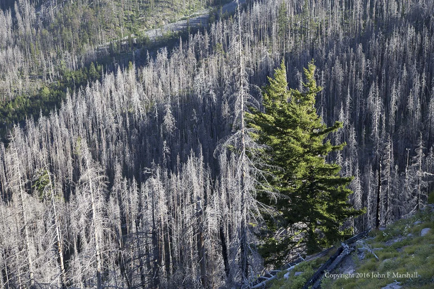 Living at the edge of a meadow, these two Douglas-fir trees survived the fire. Remnant trees are important in re-seeding the forest. 