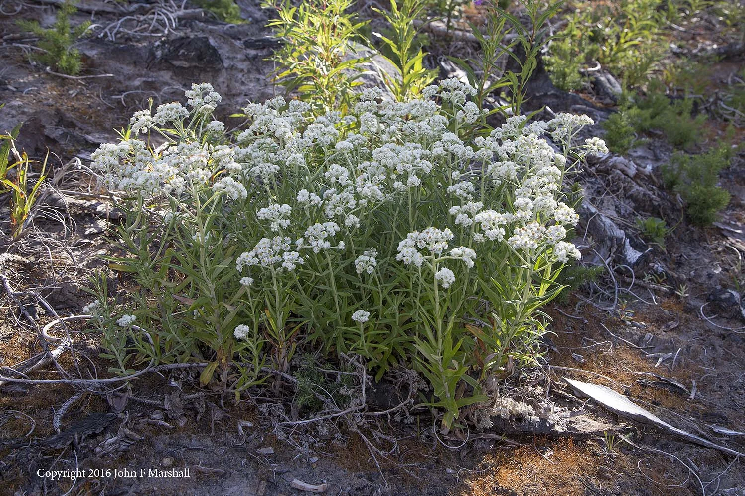 Pearly everlasting was an abundant flower in drier areas. 