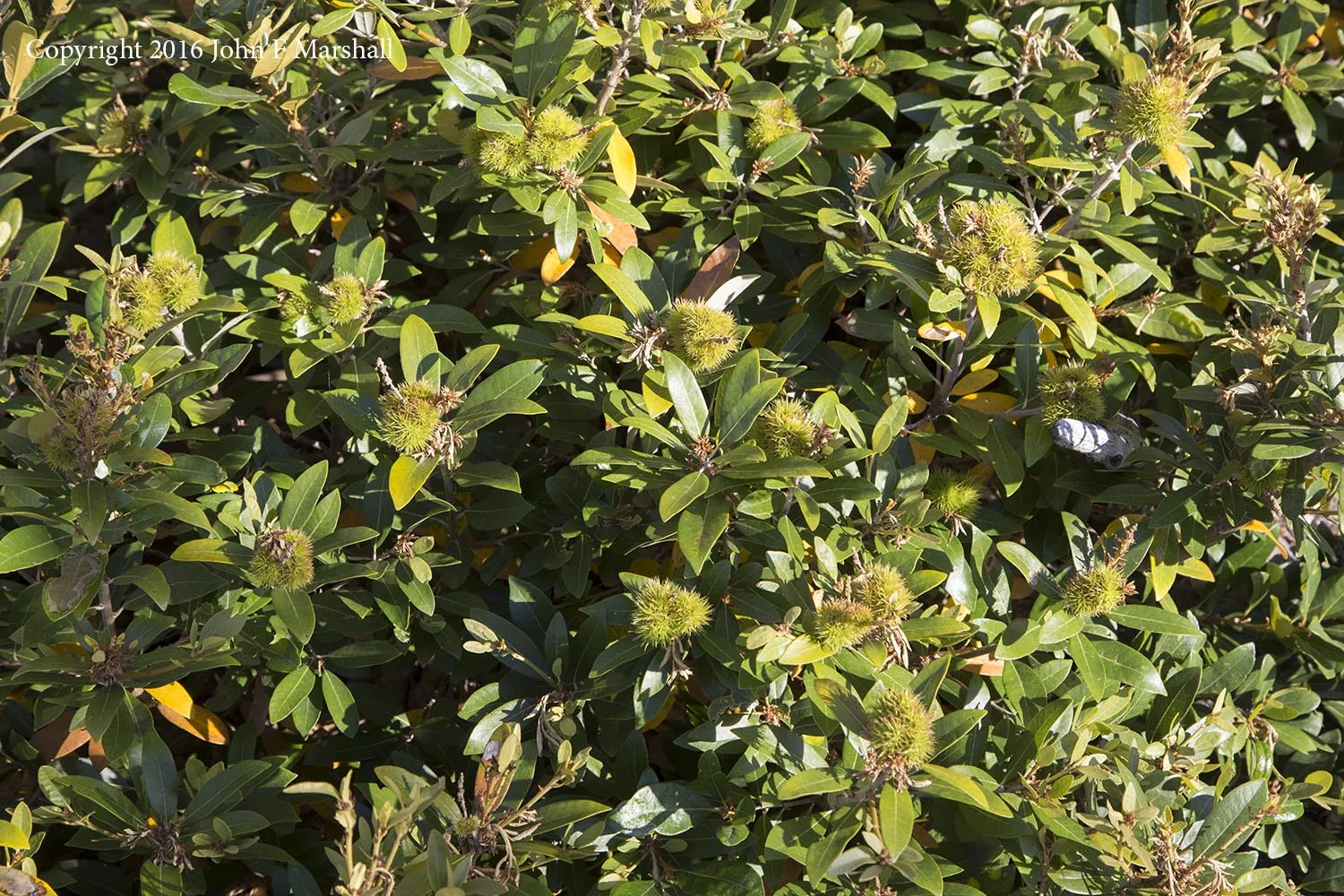 Now that I see the fruits of this plant, there is no mistaking it for rhododendron. There are nuts inside of these burs. 