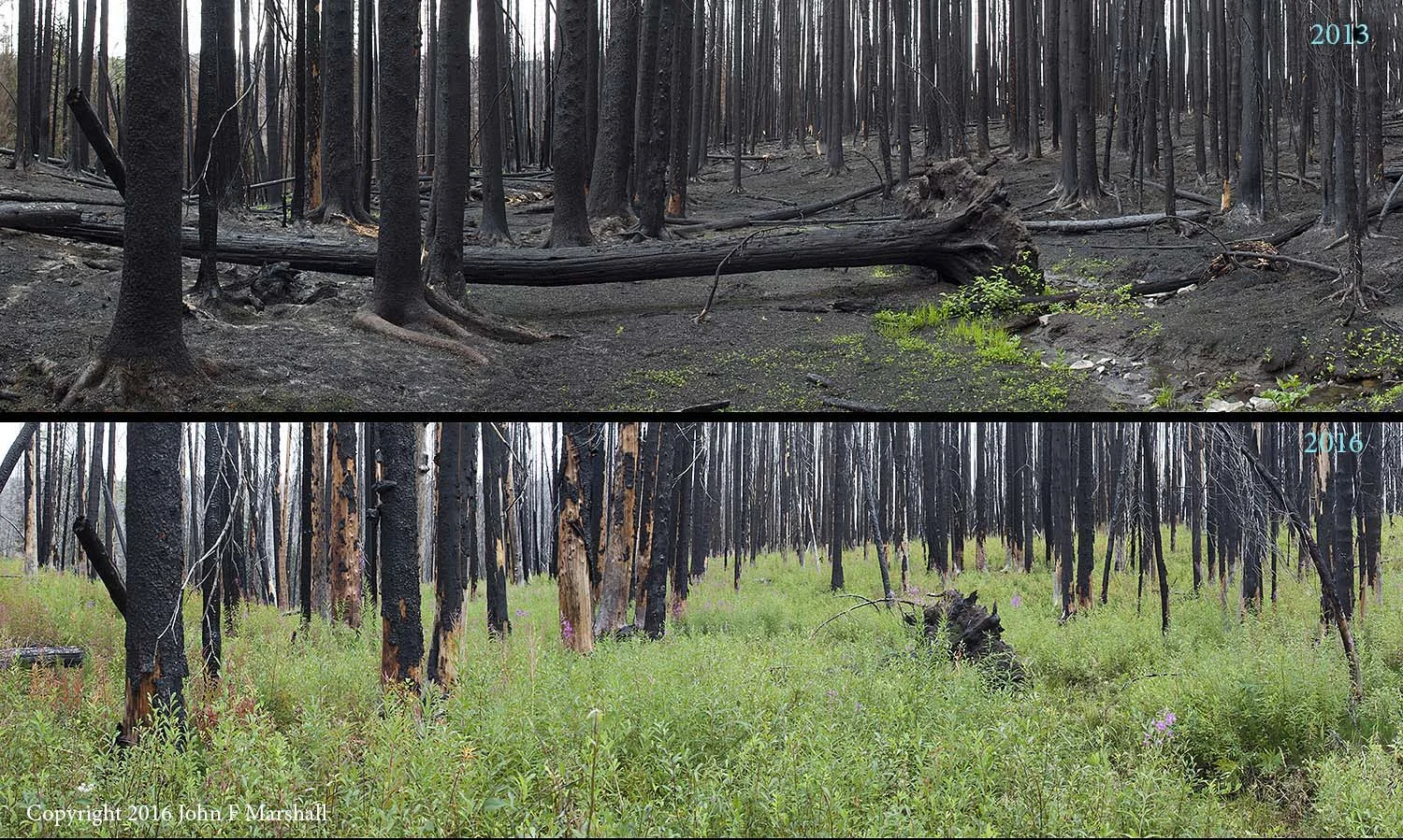 NNMW-6 was taken as a composite panorama using a 45mm Tilt/Shift lens. Here you can compare the image I took on June 18, 2013 with the one I did on September 7, 2016. The log is Engelmann spruce. The predominant plant in the 2016 photo is a species of willow. Fireweed is also abundant. There are many lodgepole pine seedlings hidden among the taller plants. This is a wet area where the fire did not burn real hot. 