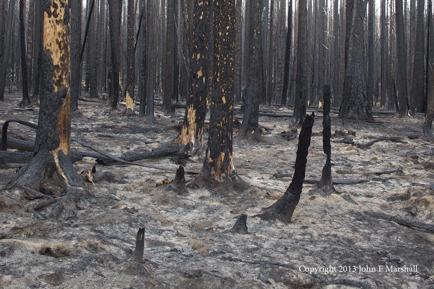 NNMW-8 June 8, 2013 This is a site that burned long and hot. The duff layer has all been burned away and there is nothing left but ash and mineral soil. Nutrients have been lost.