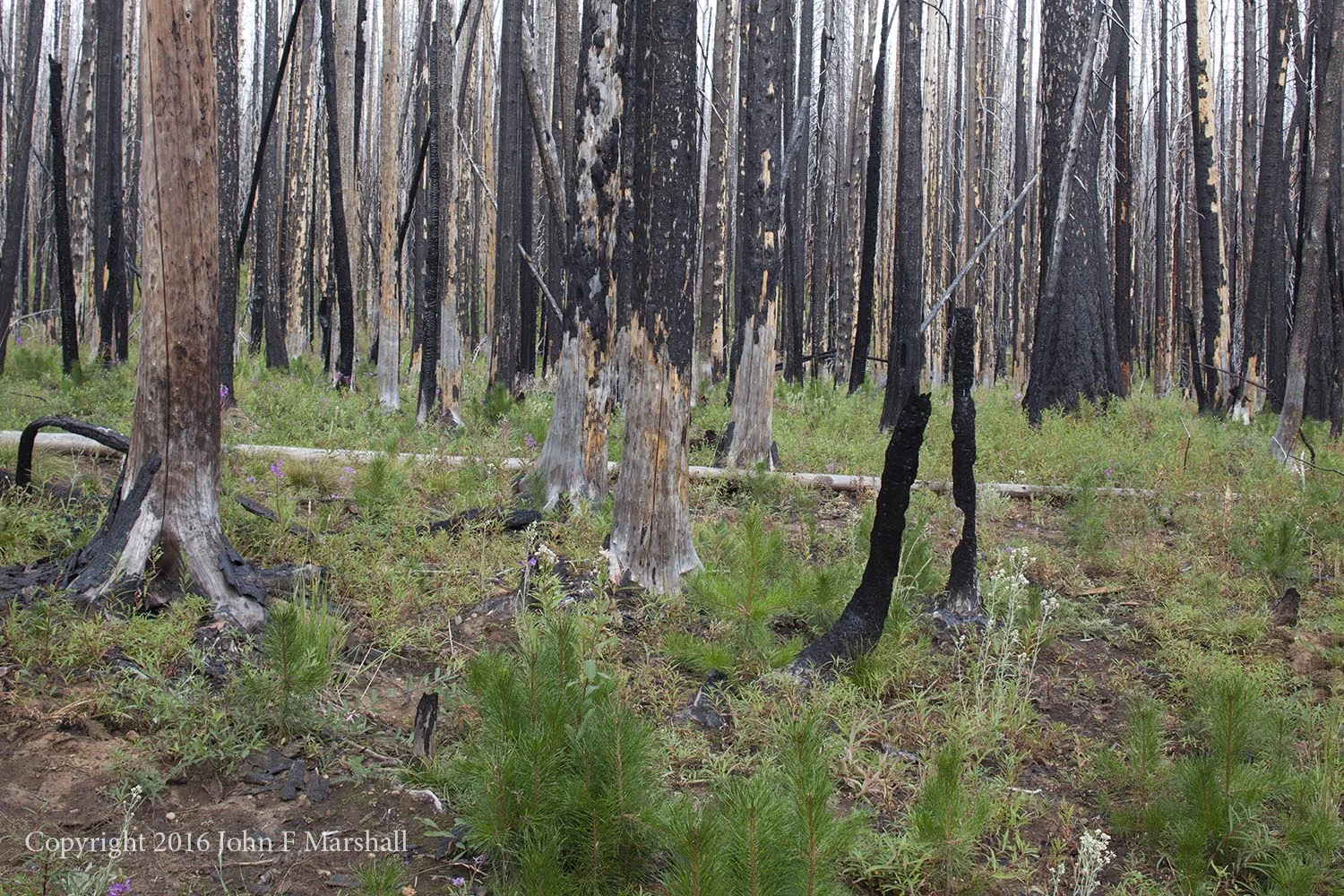 NNMW-8 September 7, 2016. This site is showing surprising resilience. Plants besides the lodgepole pine seedlings include pearly everlasting, willow, gooseberry, fireweed, and canadian thistle. 