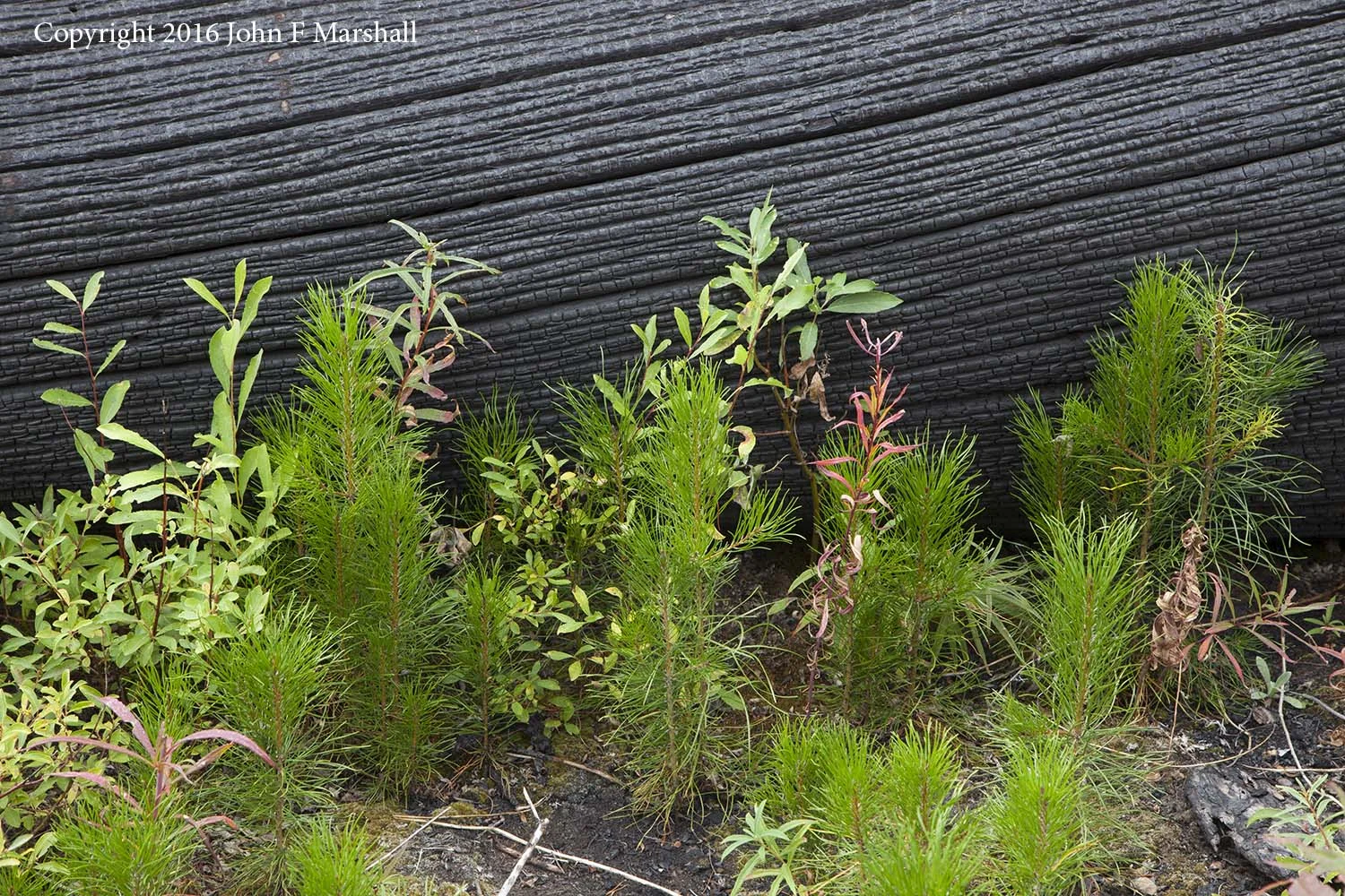 Lodgepole pine seedlings were established from seed dropped from serotinous cones at the time of the fire in 2013. Lodgepole pine has cones that open the year they are formed, and others held together by resins and referred to as serotinous. Serotinous cones open when there is enough heat to melt the resins, spilling seeds on to the ground. 