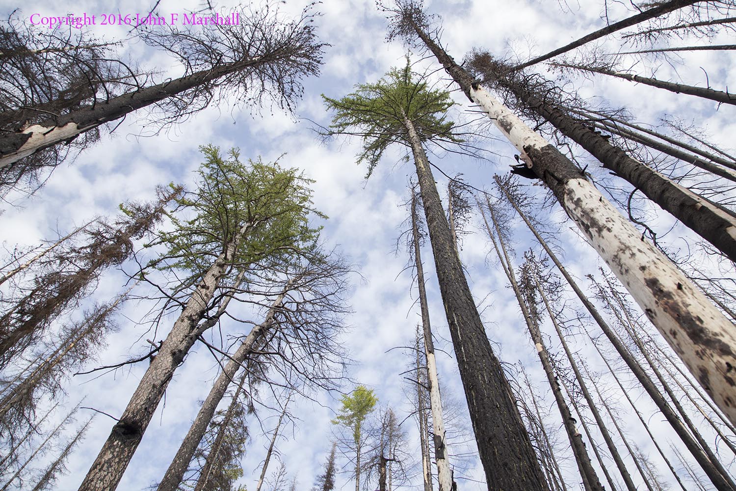 Scattered mature western larch trees survived Table Mountain Fire in 2012. I was hoping to see larch seedlings, but found none even under the trees. Apparently larch does not reliably produce cones every year. The larch has been outdone by lodgepole pine. If a re-burn occurs before the lodgepole pines have produced a significant number of cones, then larch has a chance at being the predominant tree in the area. 