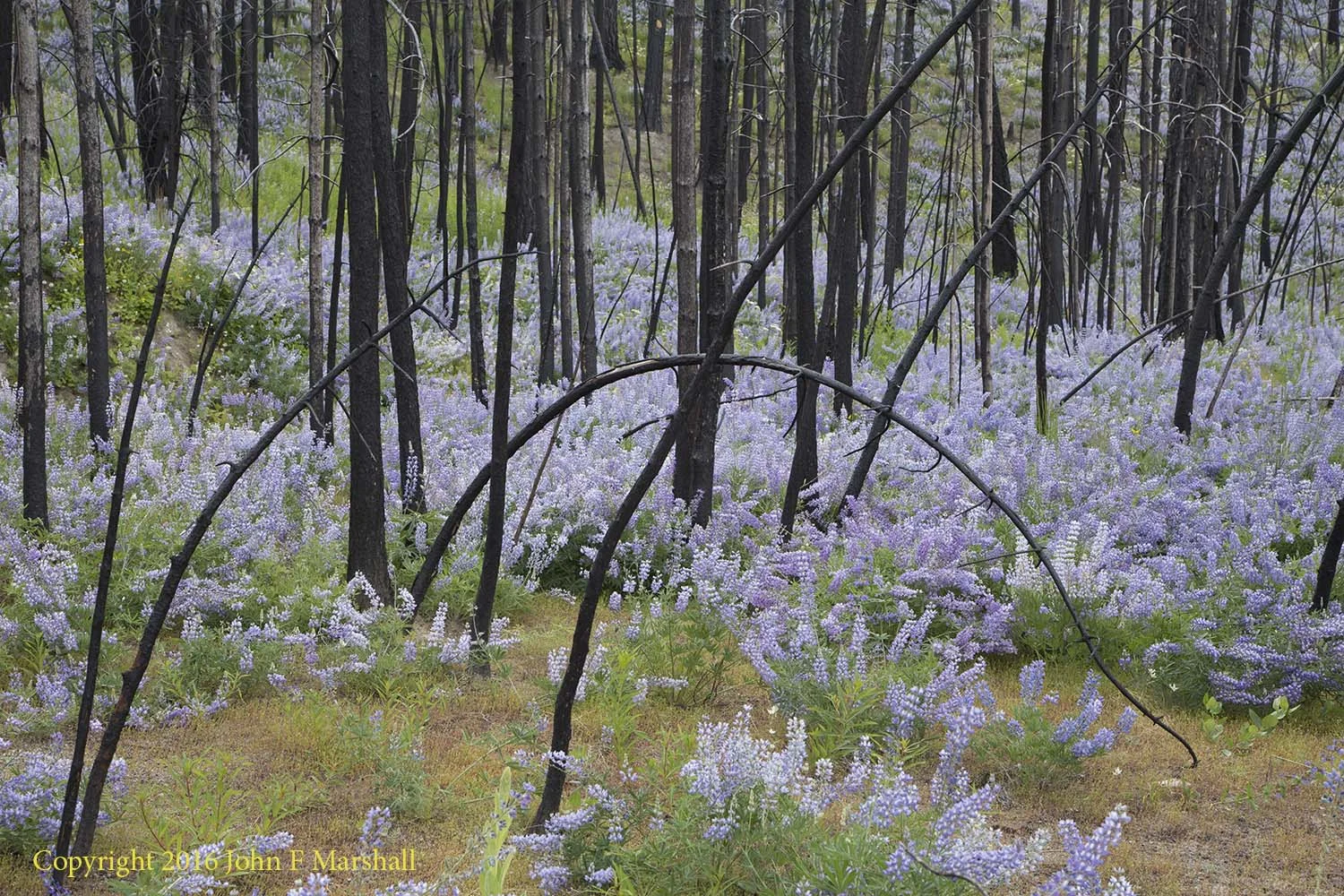 Photograph from west of Loup Loup Summit. This photograph was taken on June 14, at about 3,500 feet elevation. This area burned as part of Carlton Complex Fire in 2014. The dead trees are a mix of Douglas-fir and ponderosa pine. The flowers are a species of lupine. Carlton Complex Fire 2014, 2016 Photo