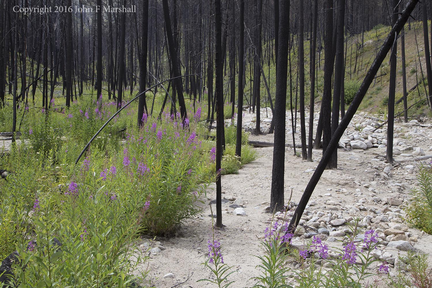 Fireweed blooms where floodwaters swept the summer before. Frazer Creek, west of Loup Loup Summit. Carlton Complex Fire 2014, 2016 Photo
