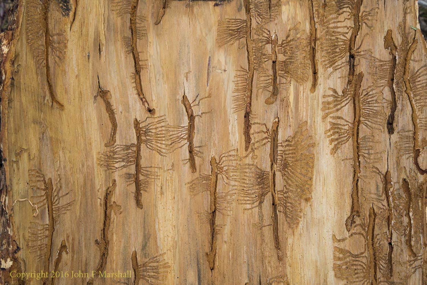 Insects don't create art, or do they? Egg galleries made by Douglas-fir beetles (Dendroctonus pseudotsugae). I found these patterns on the underside of some bark from a large Douglas-fir tree. The tree was injured by the fire, and finished off by the bark beetles. 