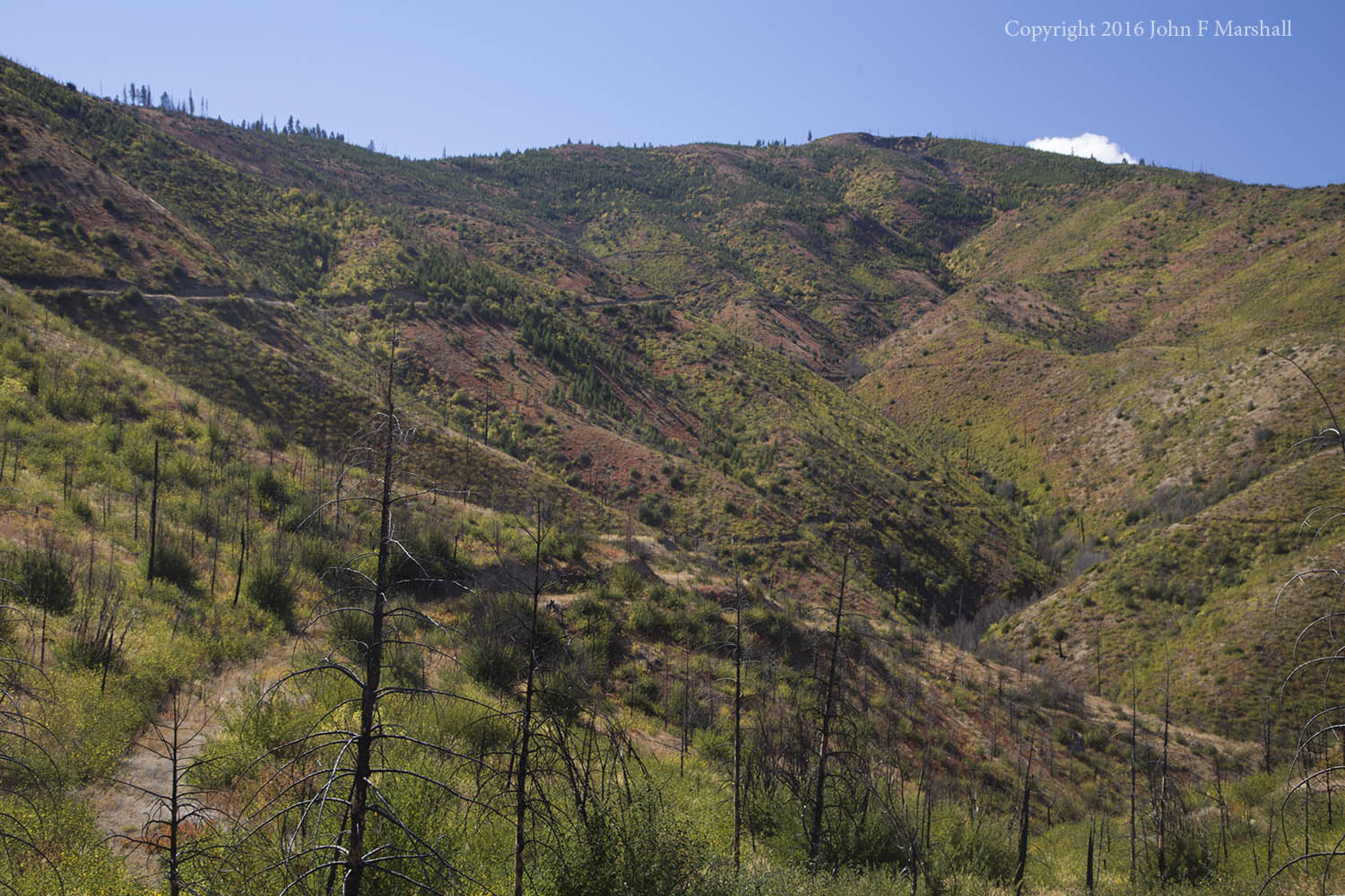 The foliage of wild rose, spiraea and fireweed paints the slopes orange in Mills Canyon . Bitter cherry and Douglas-maple supply a nice contrasting yellow. 