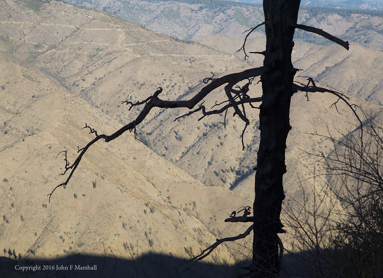 Whittled away by the fire of 2014, a Douglas-fir snag creates a halloween-like appearance.