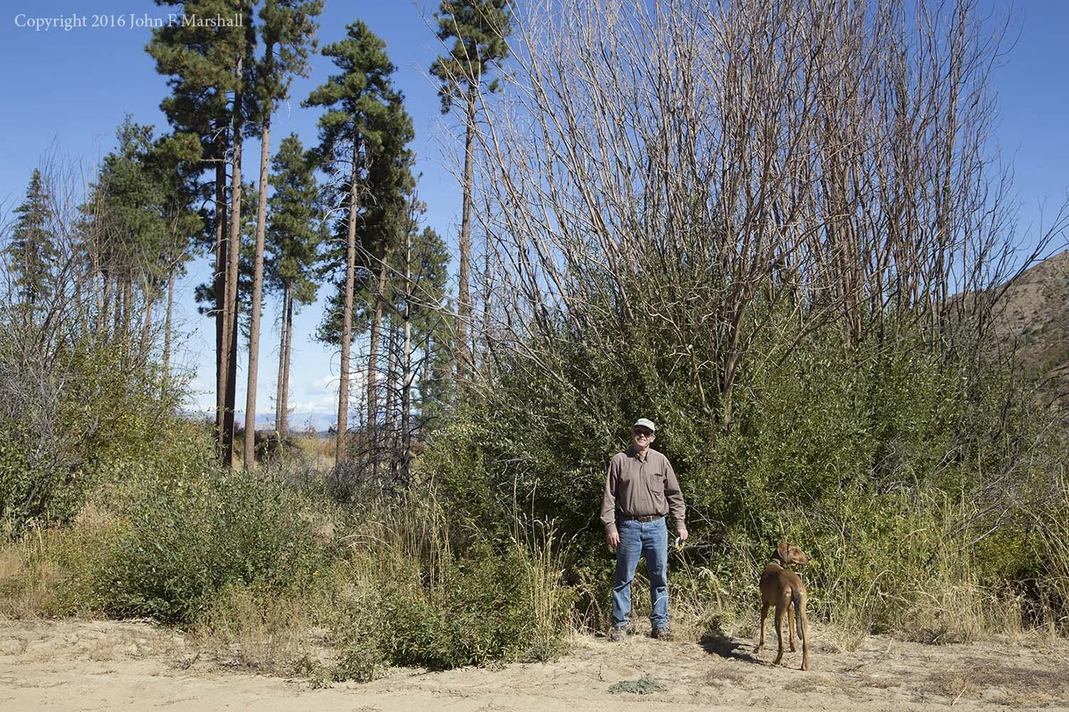 The willows behind me have grown tremendously in the two years since the Mills Canyon Fire of 2014. Behind me are some of the few remaining large ponderosa pines. 