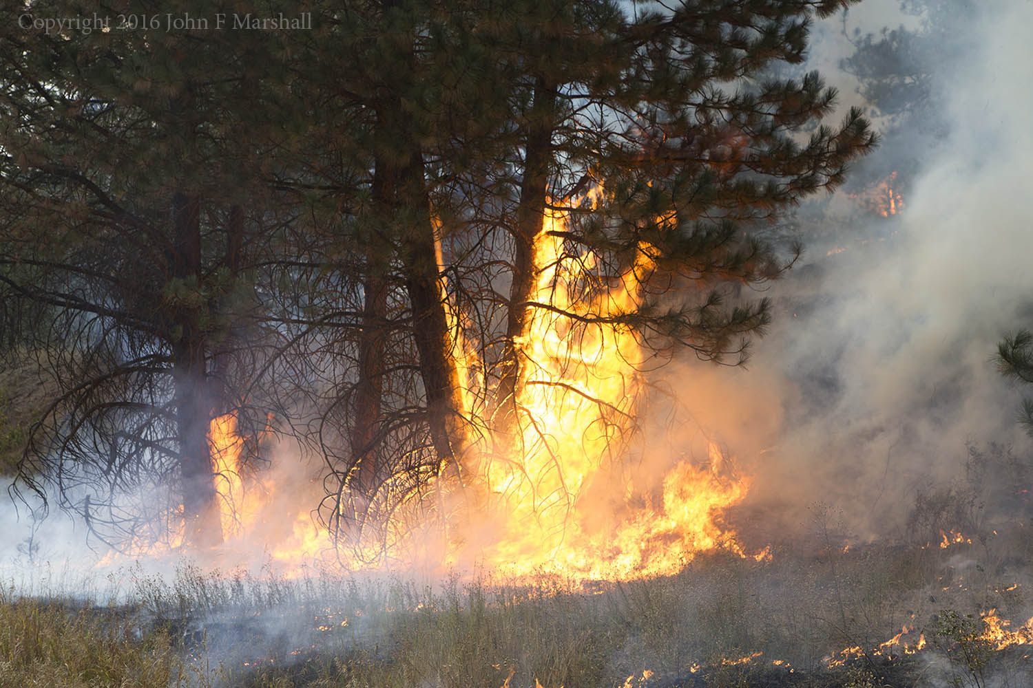 The fire is getting with it. What readily burns, will burn up. These are ponderosa pines, and they can take it!