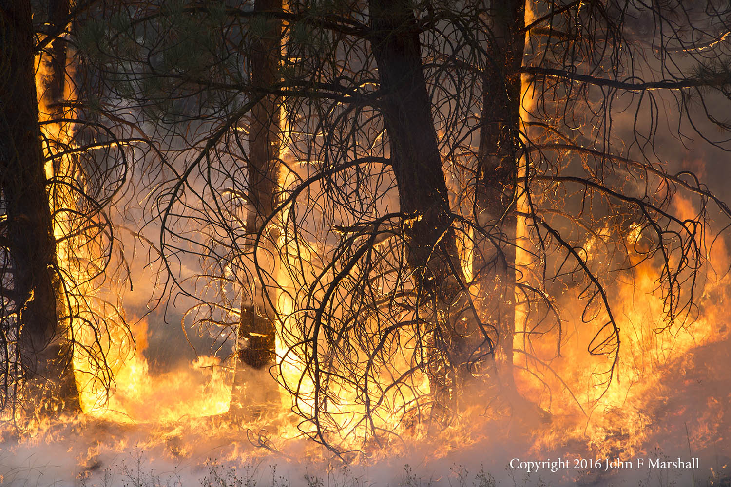 Believe it or not, most of these trees will emerge from the inferno alive.