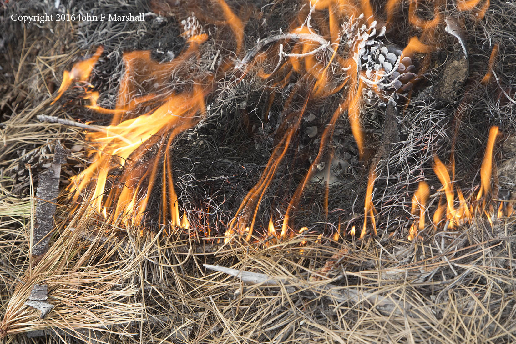 Fire is taking apart what photosynthesis put together. Fire intensity does not get any lower than what is shown in this picture. 