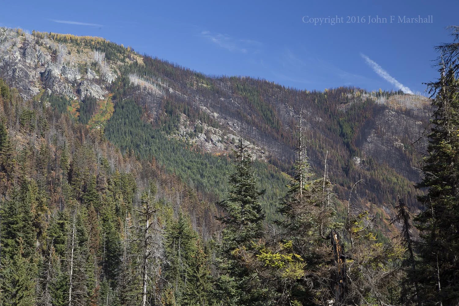 Fire and avalanche have both left their mark on Phelps Ridge.